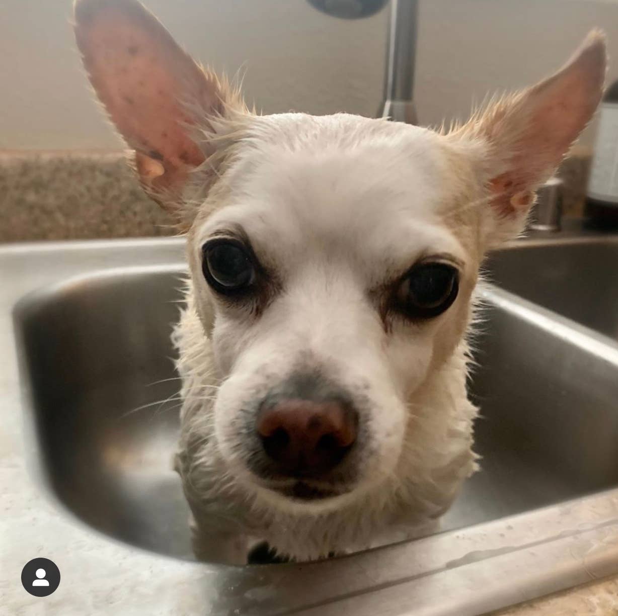 Sweet Dog | Super Moisturizing Bar: No bag.